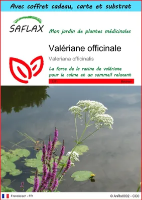Image de SAFLAX Ensemble-cadeau - Valériane officinale - 200 graines - Valeriana