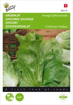 Produktbild von Zichoriensalat Zuckerhut | Zichoriensalatsamen von Buzzy Seeds