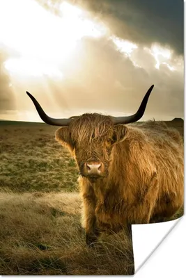 Produktbild von MuchoWow® Poster Schottischer Hochländer - Sonne - Gras 40x60 cm - Plakate für die Wand - Poster Babyzimmer