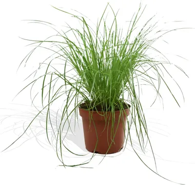 Produktbild von DutchLeafs Cyperus Zumula Echtes Katzengras 1 Stück - Topf 12 cm - Frisches Katzengras für Katzen Fertig Gewachsen Zyperngras Ungiftig Pflegeleichte
