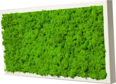 Produktbild von Moosbild mit echtem Islandmoos (weiß 100x35 cm)