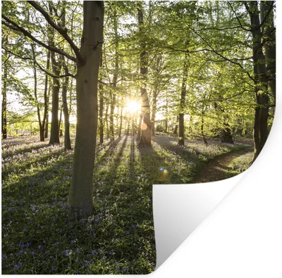 Produktbild von MuchoWow® Wandtattoo Wandsticker Wandaufkleber Wald - Baum - Sonne 100x100 cm Selbstklebend und Repositionierbar - Wierderverwendbar - Selbstklebend