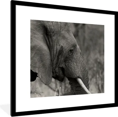 Produktbild von MuchoWow® Gerahmtes Poster Schwarzer und weißer Elefant 40x40 cm - Poster mit Schwarzem Bilderrahmen Wandposter Rahmen Foto Bilder - Poster - Plakat im Rahmen