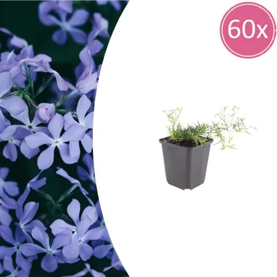 Productafbeelding van Phlox (S) 'Emerald Cushion Blue' | 60 stuks - 10-25cm - Ø9cm - Tuinplant