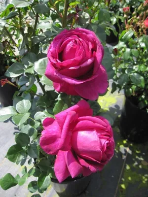 Produktbild von Rosa Für Elise ® - Beetrose Für Elise ® - Kordes Rose - ADR Rose