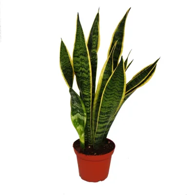 Zdjęcie produktu dla Sansevieria trifasciata - konopie siewne w doniczce 12 cm