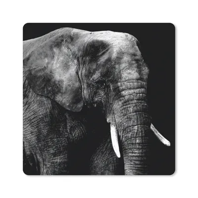 Produktbild von MuchoWow® Mauspad Mousepad Elefant - Zähne - Schwarz - Weiß 20x20 cm - Mousepads - Maus Mat - Pad - Mausunterlage - Desk Mat - Bureauartikeln