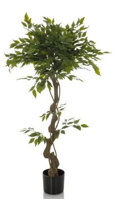 Obrázok produktu pre hjh OFFICE Umelá rastlina FICUS I Umelá rastlina breza Výška 120,0 cm Dekorácie