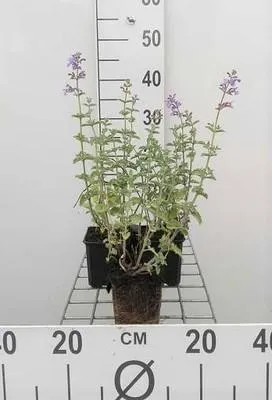 Produktbild von 6 x Nepeta faas. 'Six Hills Giant' - Katzenminze - Topf 9 x 9 cm