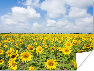 Produktbild von MuchoWow® Poster Sonnenblumen - Blumen - Wolken - Natur - Gelb - Landschaft 160x120 cm - Foto Plakat