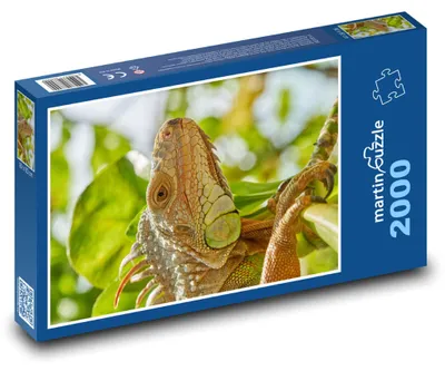 Zdjęcie produktu dla Puzzle 2000 Legwan w dżungli - martinpuzzle