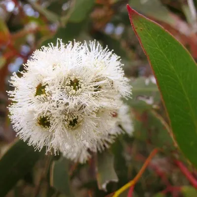 Obrázok produktu pre Eucalyptus alpina (semená)