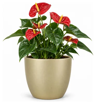 Produktbild von Floran Blumentopf „Boule“ - gold - matt - Keramik - D28 x H25