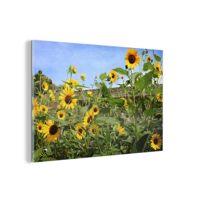 Obrázok produktu pre MuchoWow® Sklenené obrazy - Obrazy na stenu - Foto na skle Slnečnice - Záhrada - Obloha 60x40cm Nástenná dekorácia zo skla - akrylový sklenený obraz - akrylové