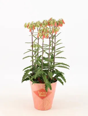 Produktbild von Kalanchoe Lucky Bells 40cm Rarität Zimmerpflanze