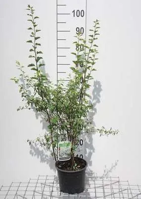 Immagine prodotto di Spiraea vanhouttei - Spiraea nuziale 30- 40 cm - Contenitore