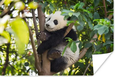 Produktbild von MuchoWow® Poster Panda - Tier - Baum 120x80 cm - Bilder