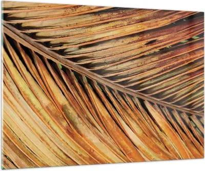 Produktbild von Bilder auf glas - Einteilig - Orange Blatt Tropisch - 100x70cm - Glasbilder - Wandbilder - Bilder - zum Aufhängen bereit - Wanddekoration aus Glas - Glas Bilder - Wandbild auf Glas - GAA100x70-4876