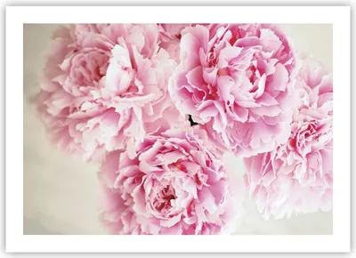 Produktbild von Poster - Poster ohne Rahmen - Pfingstrosen Blumenstrauß Blumen - 70x50 cm - Wand Bild - Wanddeko - Wandbilder - Kunstposter - Wandposter - Bilder - Kunstdruck - Wanddekoration - P2XAA70x50-4961