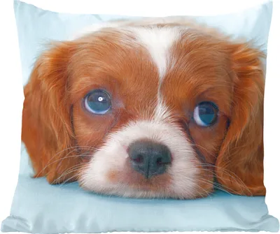 Produktbild von MuchoWow® Zierkissen Sofakissen Wohnzimmer Dekokissen 50x50 cm Cavalier King Charles Spaniel Welpe - Komfort - Sofakissen