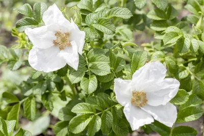 Produktbild von Rosa rugosa 'Alba', Kartoffelrose, weiß, 40–60 cm