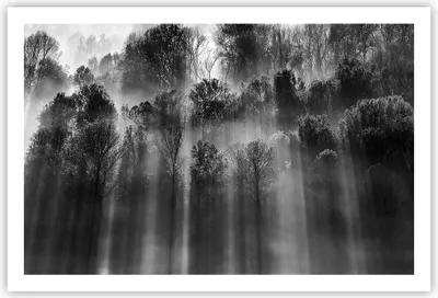 Produktbild von Poster - Poster ohne Rahmen - Bäume drinnen Nebel - 91,5x61 cm - Wand Bild - Wanddeko - Wandbilder - Kunstposter - Wandposter - Bilder - Kunstdruck - Wanddekoration - Wandbild - P2XAA91x61-4889