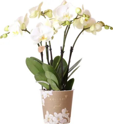 Produktbild von Kolibrí orchidey - Biela orchidea Phalaenopsis - Jewel Ghent - velkost kvetináca 12 cm - cerstvé od pestovatela