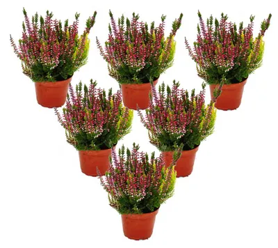 Produktbild von Calluna vulgaris Set mit 6 Pflanzen Besenheide Heidepflanze winterhart 11cm Topf mehrfarbig