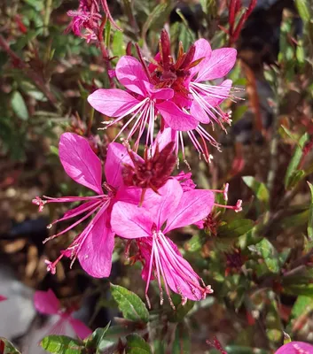 Image de Gaura lindheimeri 'Red Color' / Gaura rouge