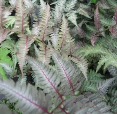 Produktbild von Brokat-Farn Pictum - Athyrium niponicum - Buntfarn