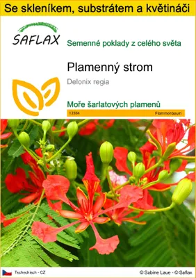 Obrázek produktu pro SAFLAX Kultivační sada - plamenný strom - Delonix regia - 6 Semena - S mini skleníkem, pěstebním substrátem a 2 květináči