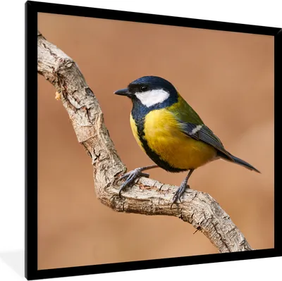 Produktbild von MuchoWow® Gerahmtes Poster Vogel - Kohlmeise - Zweige 40x40 cm - Poster mit Schwarzem Bilderrahmen Wandposter Rahmen Foto Bilder - Mit Rahmen - Wanddekoration Schlafzimmer