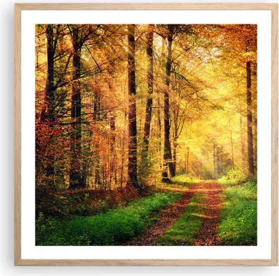 Produktbild von Gerahmtes Poster - Rahmen in heller Eiche - Wald Baum Natur - 60x60 cm - Wand Bild - Wanddeko - Wandbilder - Kunstposter - Wandposter - Bilderrahmen - Bilder - Kunstdruck - Wandbild - P2NAC60x60-3718