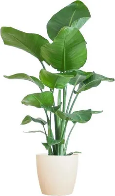 Zdjęcie produktu dla Strelitzia Nicolai – drzewo strelitzia – roślina doniczkowa – 80 cm – Ø21 cm – wraz z doniczką Viber White – duże liście, tropikalny klimat, łatwa w pielęgnacji