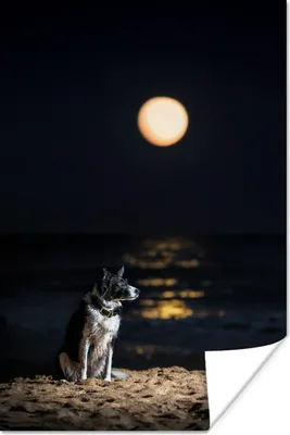 Produktbild von MuchoWow® Poster Ein Porträt eines Border Collie mit Vollmond 60x90 cm - Wanddekoration