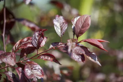 Produktbild von Prunus 'Trailblazer', Zierkirsche, 60–100 cm