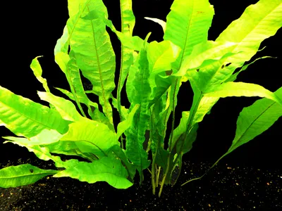 Produktbild von 1 Bund Javafarn (Microsorium Pteropus)