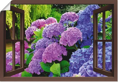 Produktbild von ARTland Poster Fensterblick - Hortensien im Garten Größe: 130x90 cm
