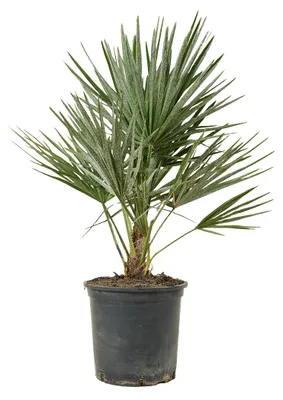 Produktbild von Chamaerops Humilis, Zwergpalme, Palme, 60-70 cm, Topf 19 cm