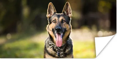 Produktbild von MuchoWow® Poster Ein Deutscher Schäferhund lächelt mit heraushängender Zunge in die Kamera 150x75 cm - ohne Rahmen