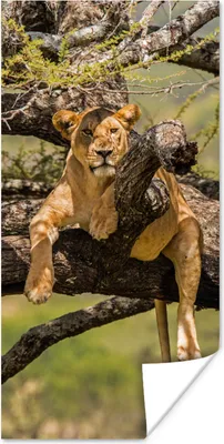 Produktbild von MuchoWow® Poster Löwe - Baum - Braun 75x150 cm - Dekoration für die Wände