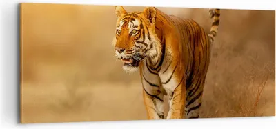 Produktbild von Bild auf Leinwand - Leinwandbild - tiger tier - 100x40cm - Wand Bild - Wanddeko - Wandbilder - Leinwanddruck - Bilder - Kunstdruck - Wanddekoration - Leinwand bilder - Wandkunst - AB100x40-3946