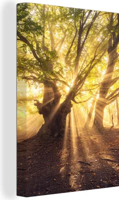 Obrázek produktu pro OneMillionCanvasses® - Obraz na plátně - 90x140 cm, Strom - Les - Slunce, Nástěnná umělecká dekorace - Fotografie na plátně - Obraz na dřevěném rámu - Nástěnná dekorace - Ložnice