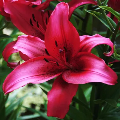 Produktbild von Lilie Lilium Zwiebel Blumen Lilia AOA Hybride November Rain 1 St.
