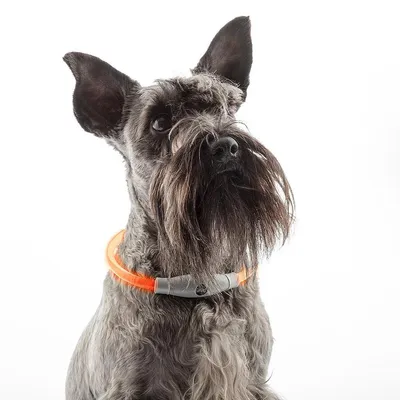 Produktbild von LED-Halsband für Haustiere Petlux InnovaGoods