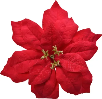 Produktbild von Weihnachtsstern am Clip 26cm 1 Stück Rot