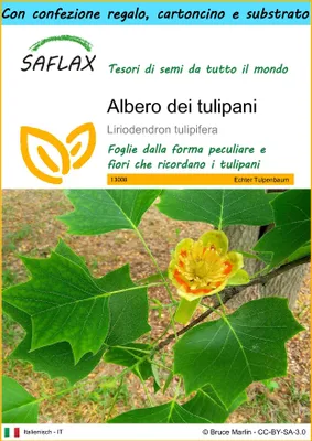 Immagine prodotto di SAFLAX Set regalo - Albero dei tulipani  - 20 semi - Liriodendron