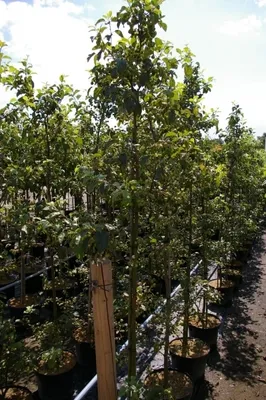 Produktbild von Malus Holsteiner Cox - Herbstapfel Holsteiner Cox