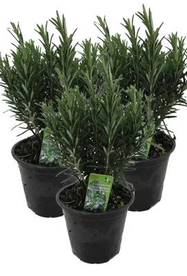 Produktbild von Enseleits 3er Set XXL italienischer Rosmarin im  Topf - Rosmarinus officinalis