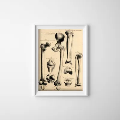 Produktbild von Poster - Canvas - Leinwand - 29,7 cm x 42 cm - Mensch anathomy
